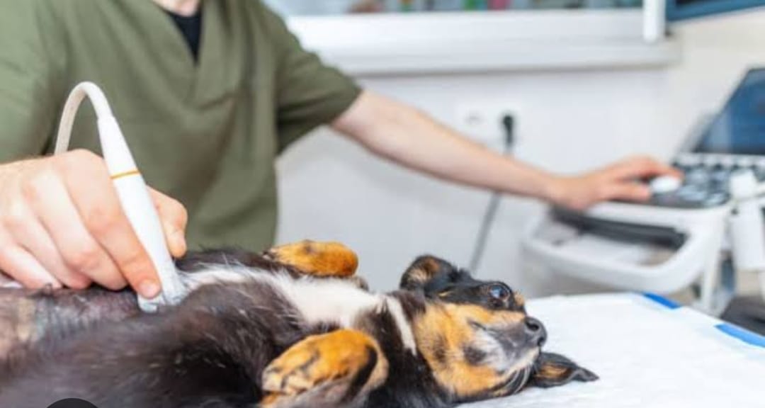 WhatsApp Image 2025-08-29 at 16.23.55.jpeg